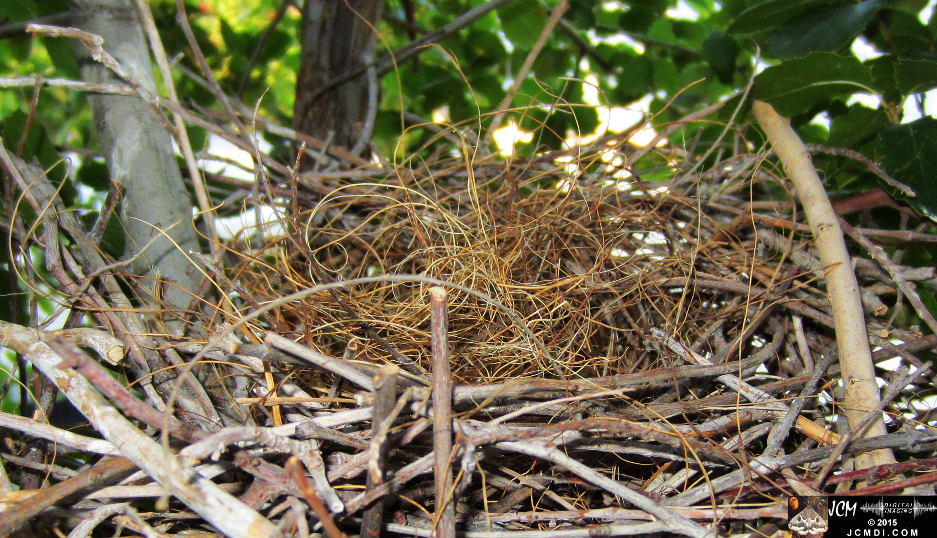 Scrub Jay nest disassembly � birds take apart their old nest using material to build a new one. JCMDI.COM